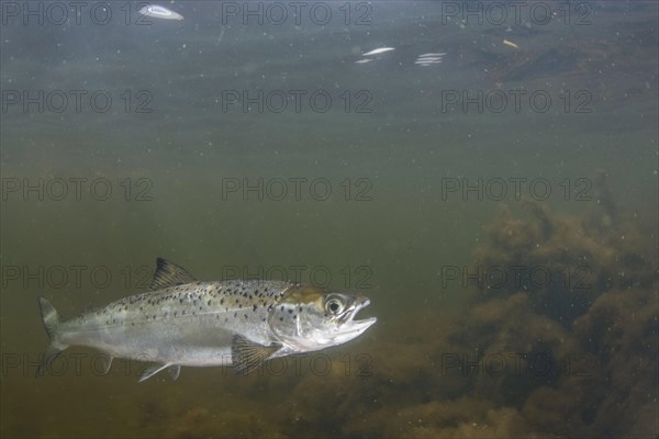 Atlantic salmon