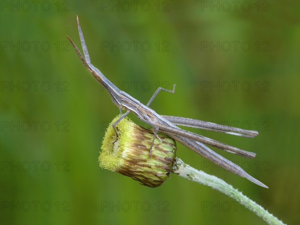 Mediterranean Slant-faced Grasshopper