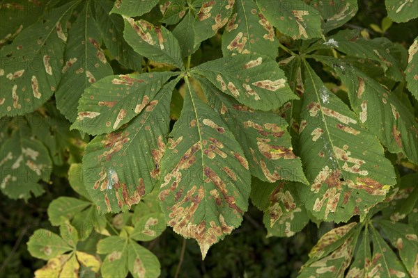Horse chestnut leaf miner