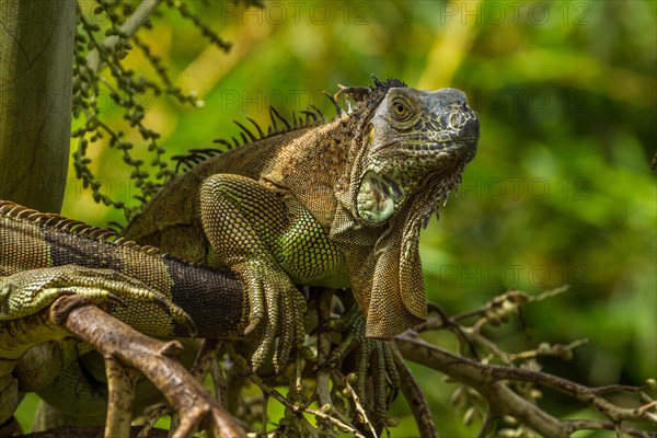 Green Iguana