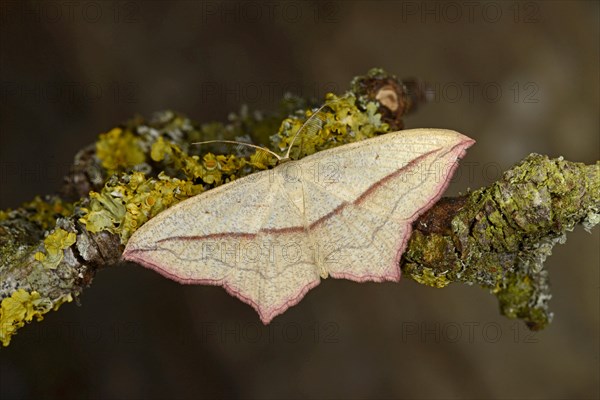 Blood-vein Moth