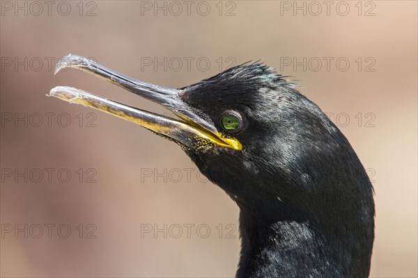 European Shag