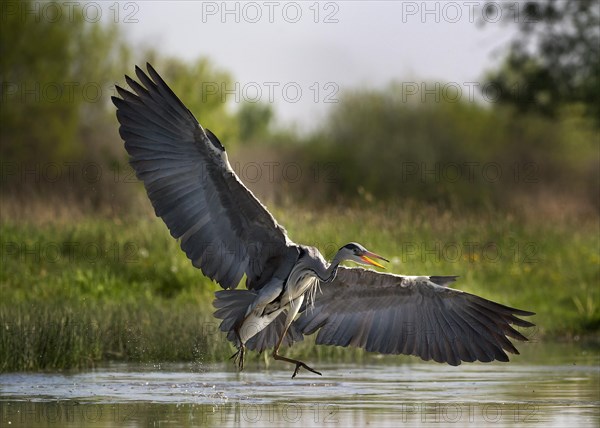 Grey Heron
