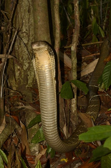King Cobra