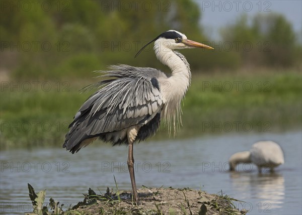Grey Heron