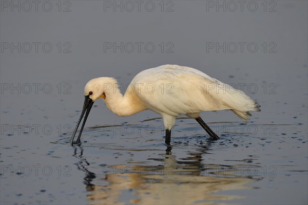 Eurasian Spoonbill