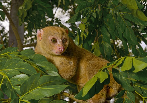 Bosman's potto