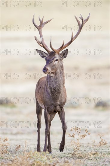 Red deer