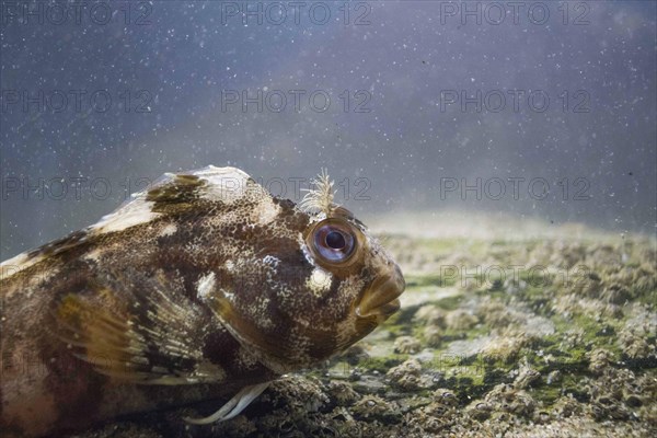 Tompot Blenny