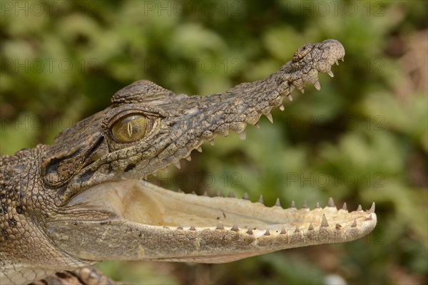 Saltwater Crocodile