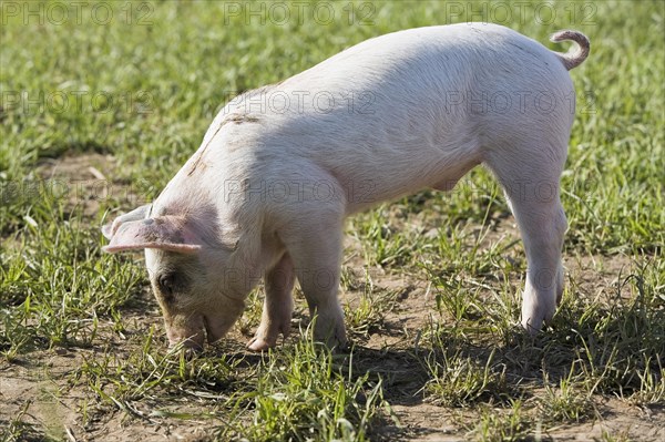 Piglet in the grass