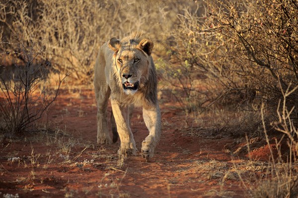 Lion