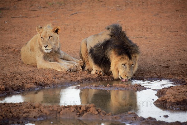 Kalahari lion