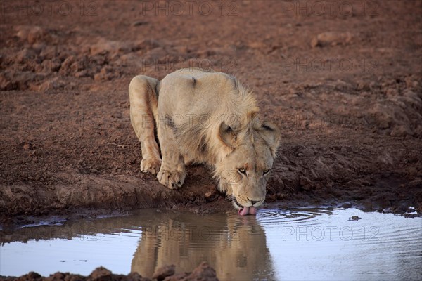 Kalahari lion