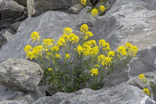 Leafy spurge