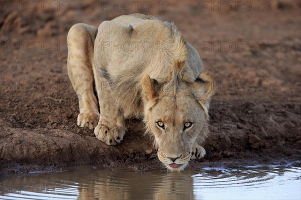 Kalahari lion