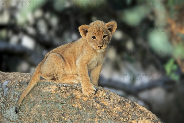 Lion