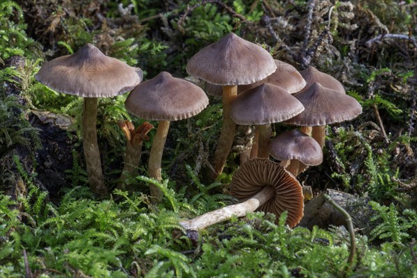 Telamonia