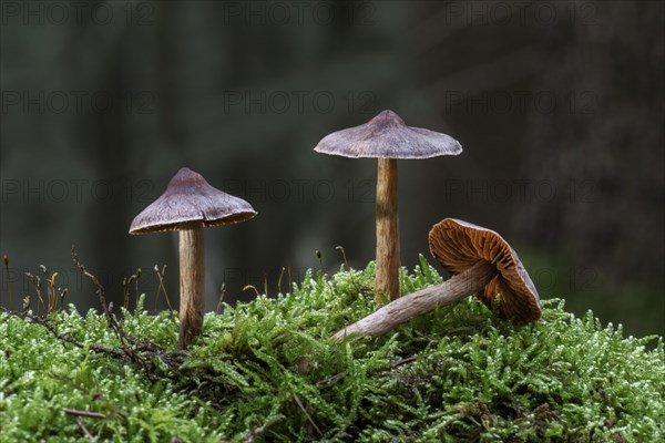 Telamonia