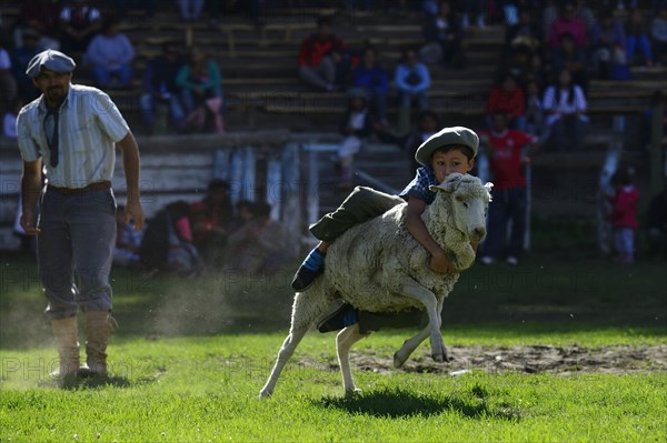 Child Rides on Sheep