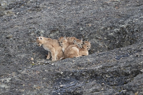 Cougars