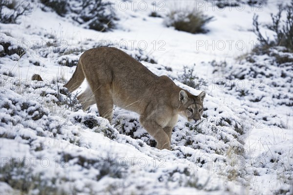 Cougar