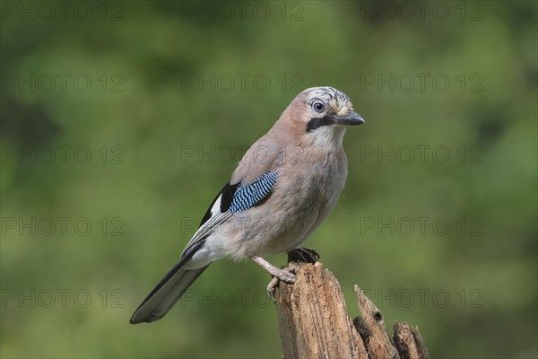 Eurasian jay (Garrulus glandarius) sits on wooden trunk