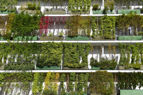 Greened house facade