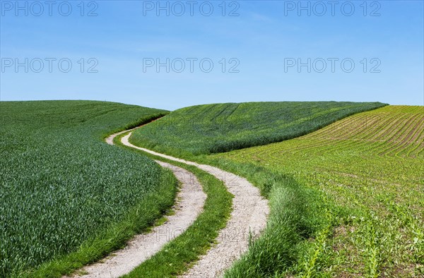Curvy dirt road through agricultural landscape