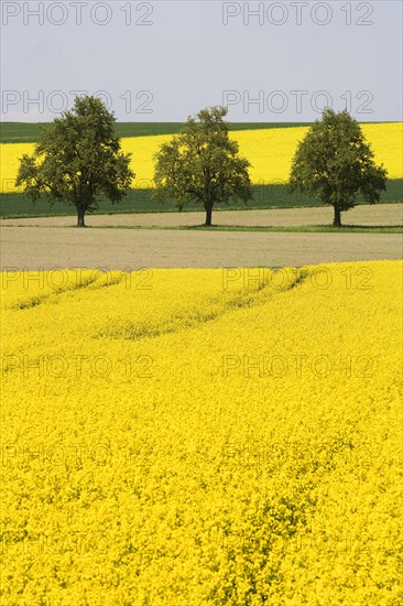 Trees between flowering rape fields