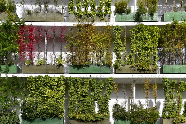 Greened house facade