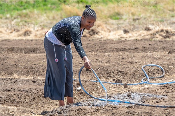 A young female student works on irrigating a field