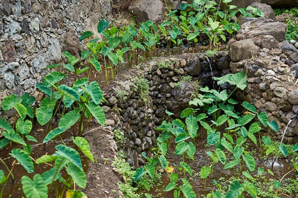 Cultivation of Yams (Dioscorea)