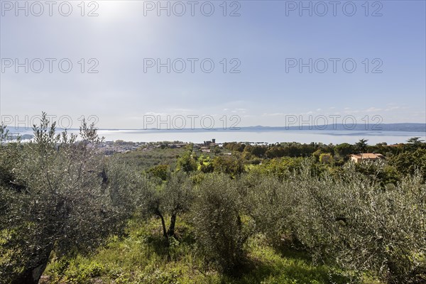 Olive grove