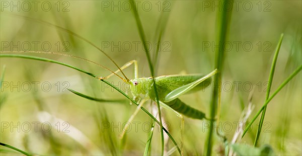 Southern oak bush cricket (Meconema meridionale) between blades of grass