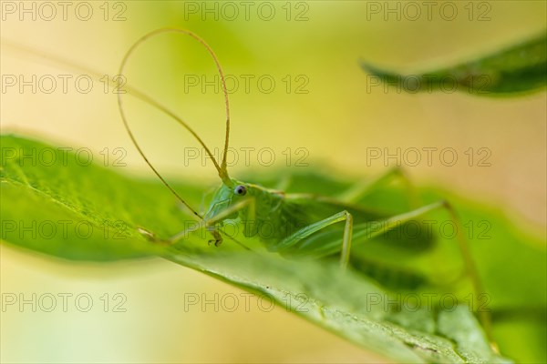 Southern oak bush cricket (Meconema meridionale) on leaf