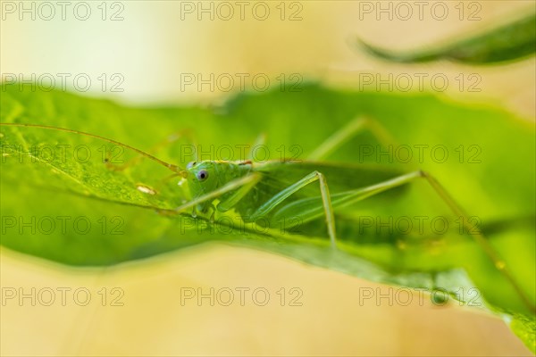 Southern oak bush cricket (Meconema meridionale) on leaf
