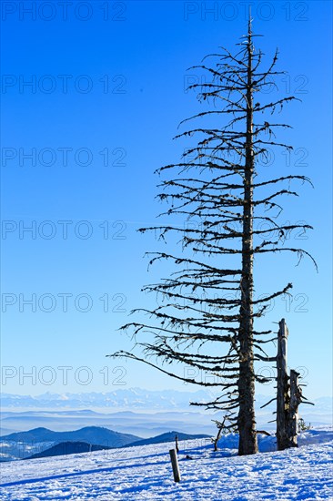 Dead tree in snow