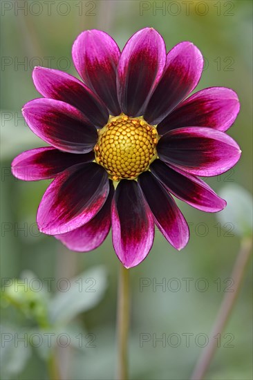 Garden Dahlia (Dahlia)