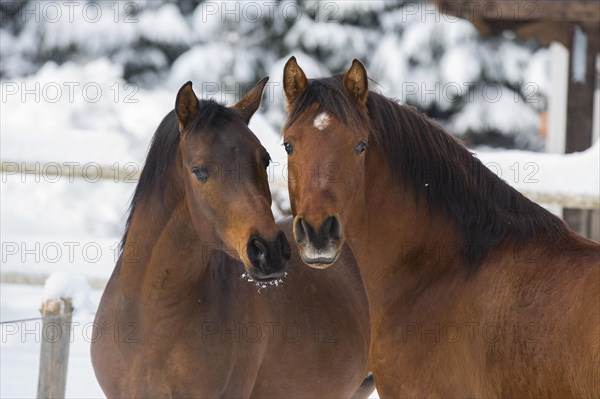 Two Arabian stallions in winter