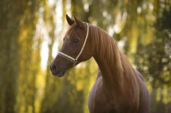 Thoroughbred Arabian chestnut mare