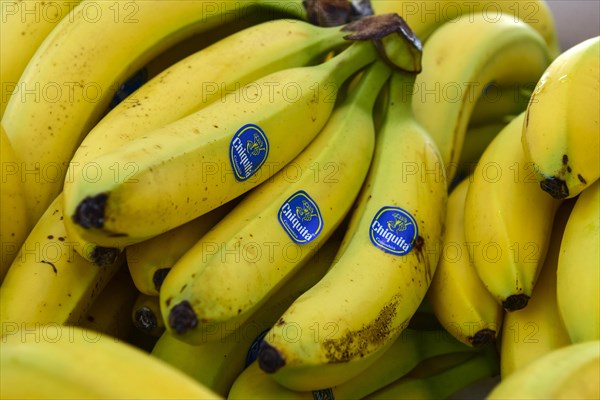 Chiquita Bananas