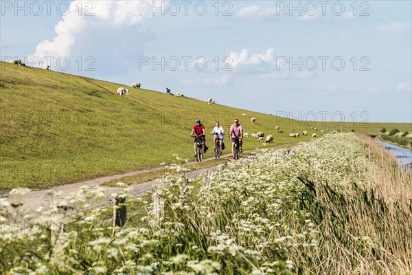 Group of cyclists and Domestic sheep (Ovis aries) at the dike