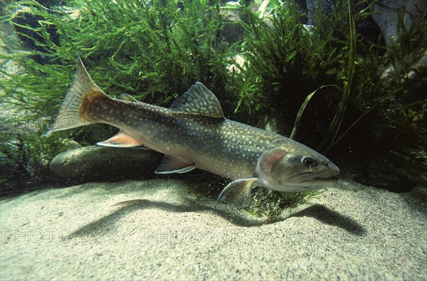 Brook Trout (Salvelinus fontinalis)