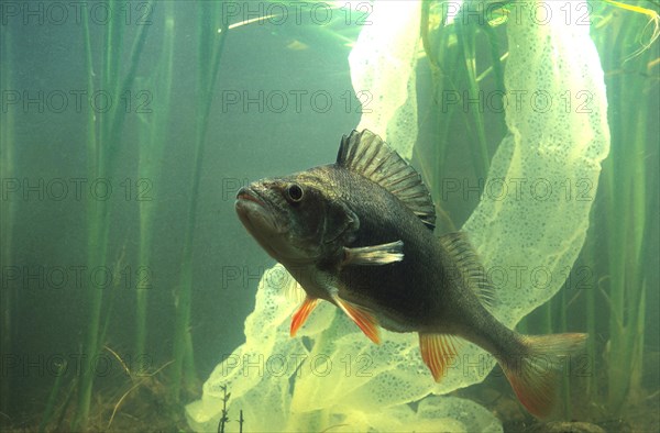 European perch