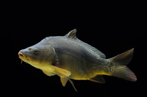 Common carp (Cyprinus carpio)
