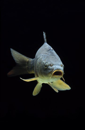 Common carp (Cyprinus carpio)