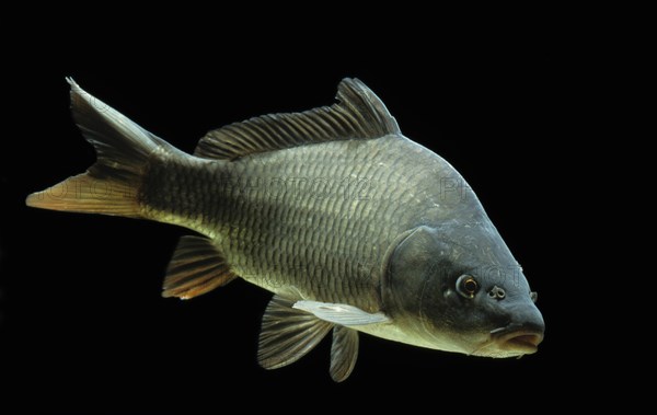 Common carp (Cyprinus carpio)