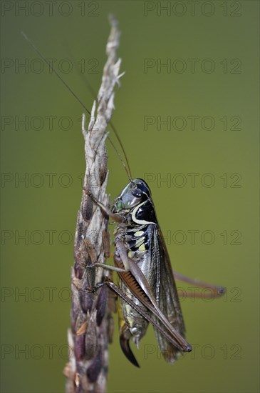 Roesel's bush-cricket (Roeseliana roeselii)