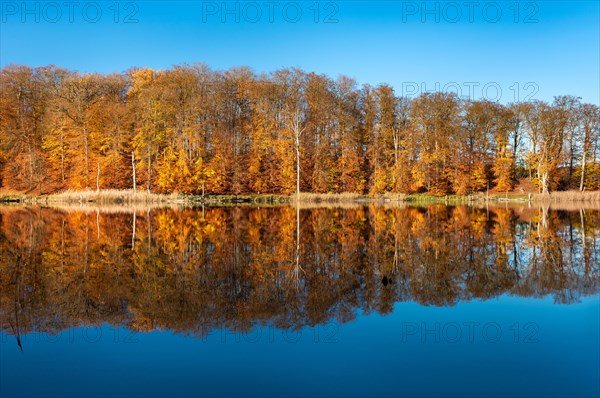 Autumn at Lake Schweingartensee